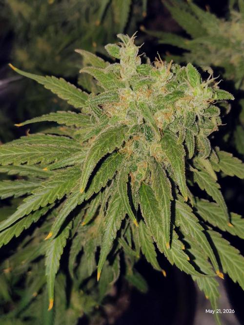 eternity grow cup 2026. Week 19