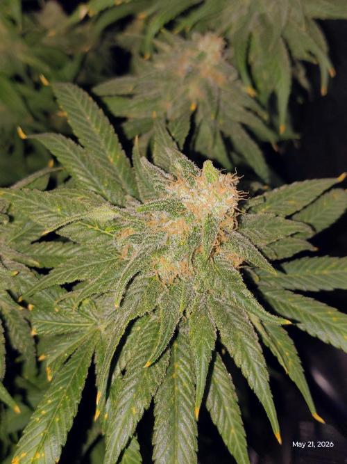 eternity grow cup 2026. Week 19