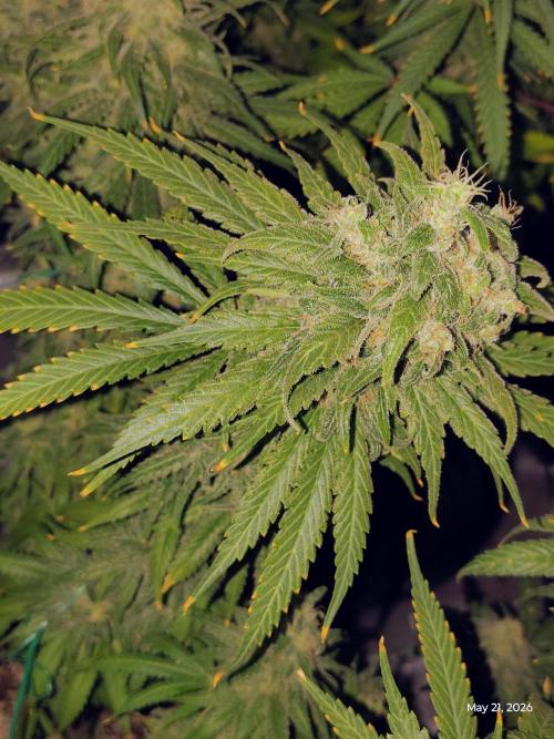 eternity grow cup 2026. Week 19