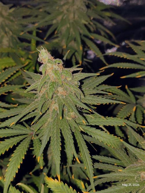 eternity grow cup 2026. Week 19