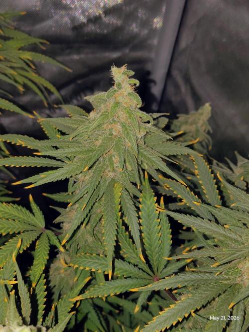 eternity grow cup 2026. Week 19