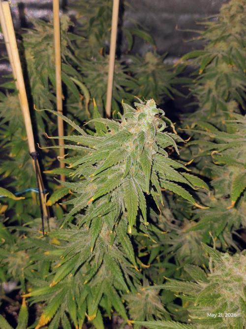 eternity grow cup 2026. Week 19