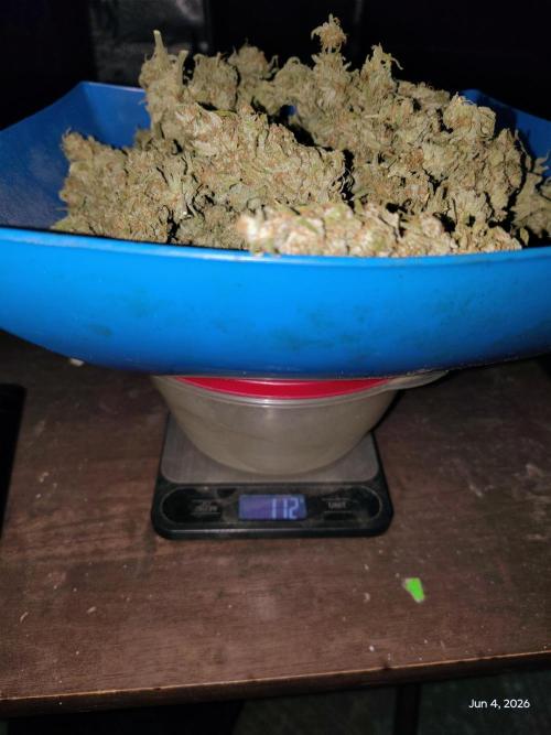 eternity grow cup 2026. Week 19