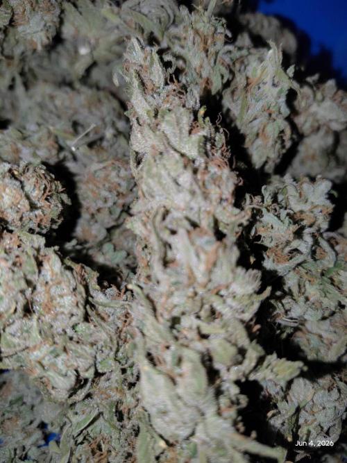 eternity grow cup 2026. Week 19
