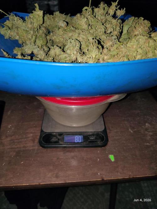 eternity grow cup 2026. Week 19