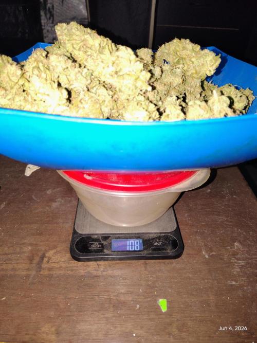 eternity grow cup 2026. Week 19