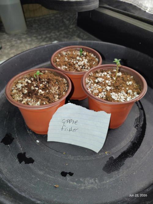apple fritter. Week 0