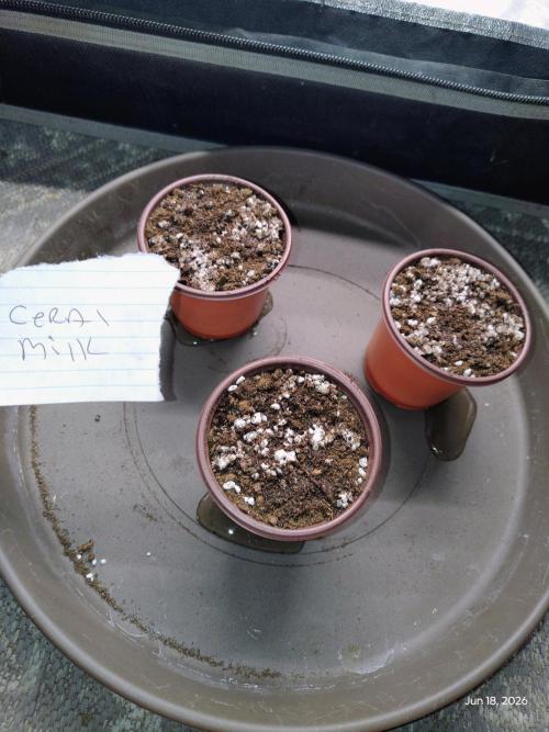 cereal milk. Week 0