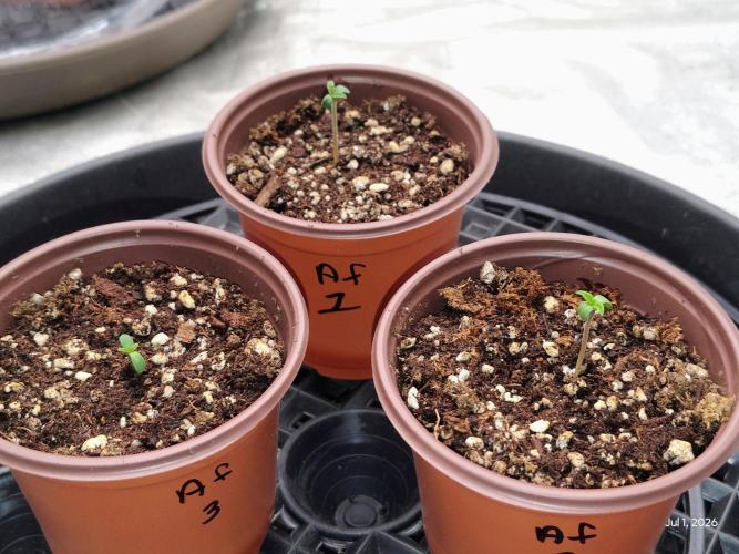 ganja farmer 2. Week 0