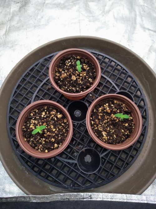 ganja farmer 1. Week 1