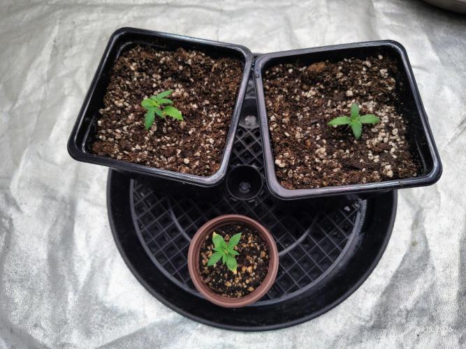 ganja farmer 2. Week 2
