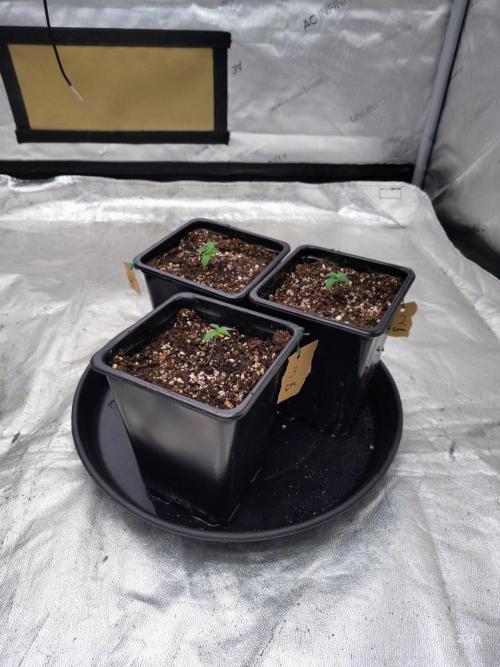 ganja farmer 1. Week 2