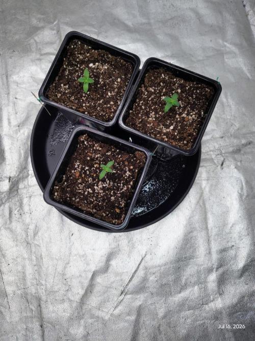 ganja farmer 1. Week 2