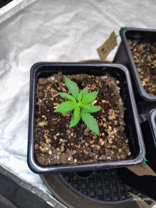 ganja farmer 2. Week 3