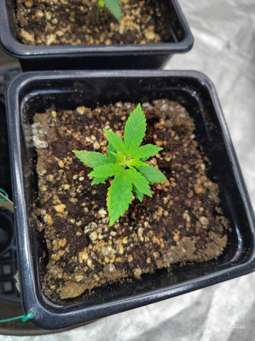 ganja farmer 2. Week 3