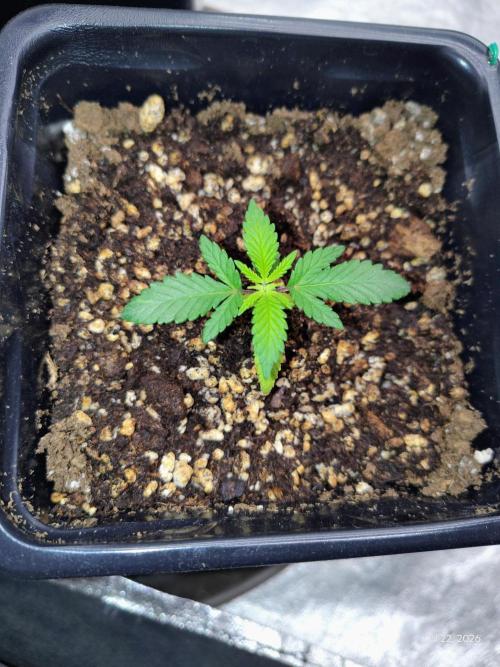 ganja farmer 2. Week 3