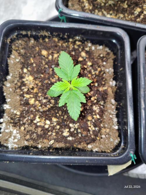 ganja farmer 1. Week 3