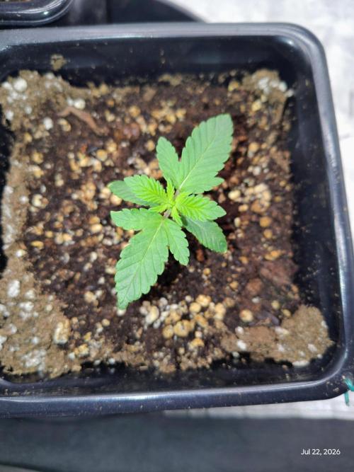 ganja farmer 1. Week 3
