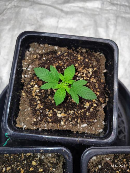 ganja farmer 1. Week 3