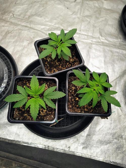 ganja farmer 1. Week 4