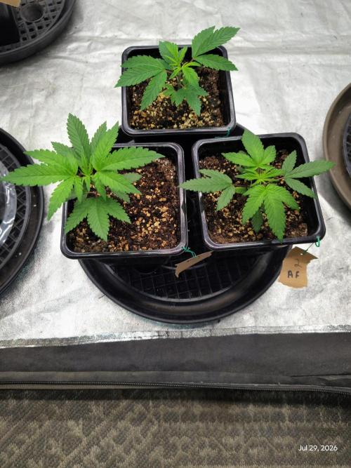 ganja farmer 2. Week 4