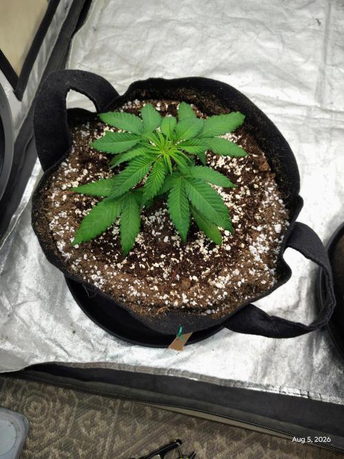ganja farmer 2. Week 5