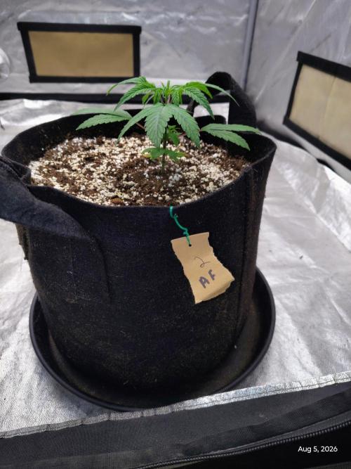 ganja farmer 2. Week 5