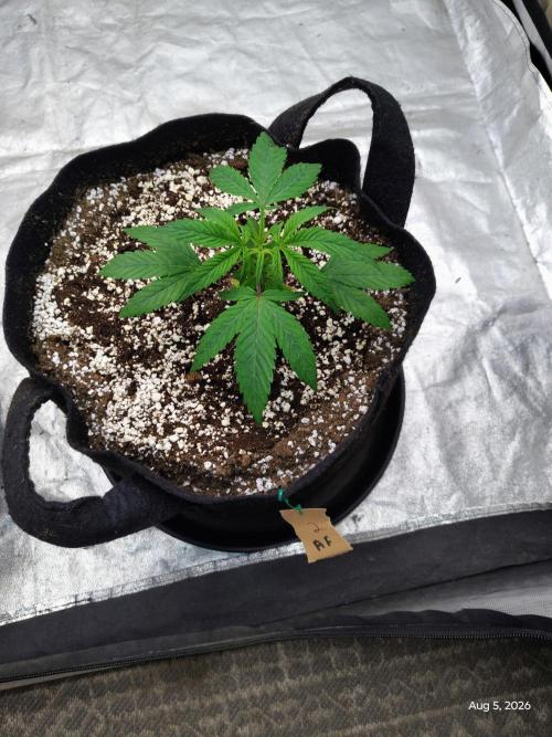 Apple Fritter. Week 5