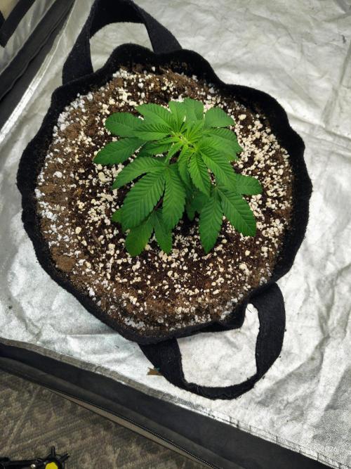 ganja farmer 1. Week 5