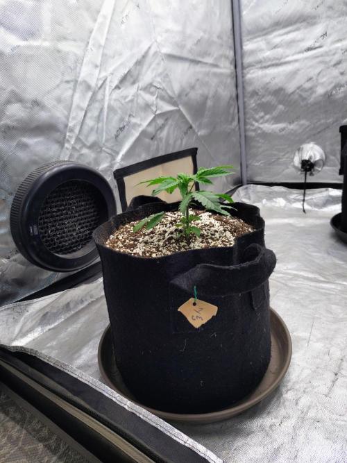 ganja farmer 1. Week 5