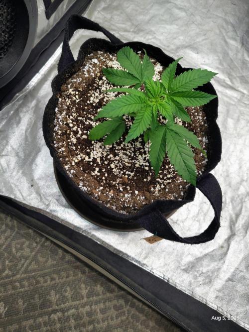 Cereal Milk. Week 5