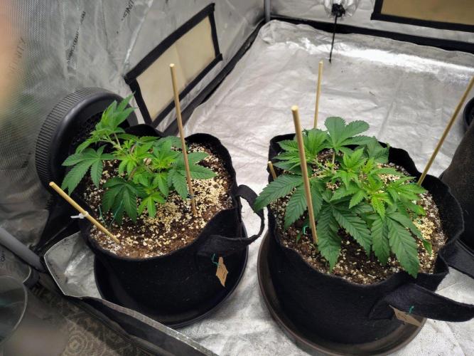 ganja farmer 1. Week 6