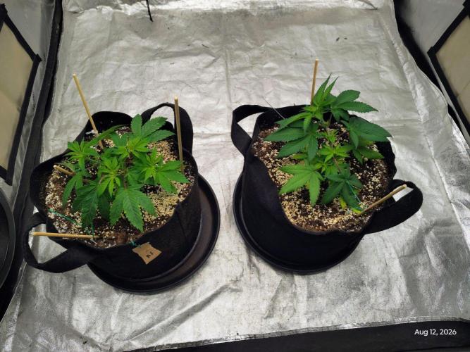 ganja farmer 2. Week 6