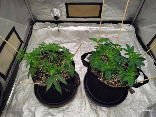 ganja farmer 1. Week 7