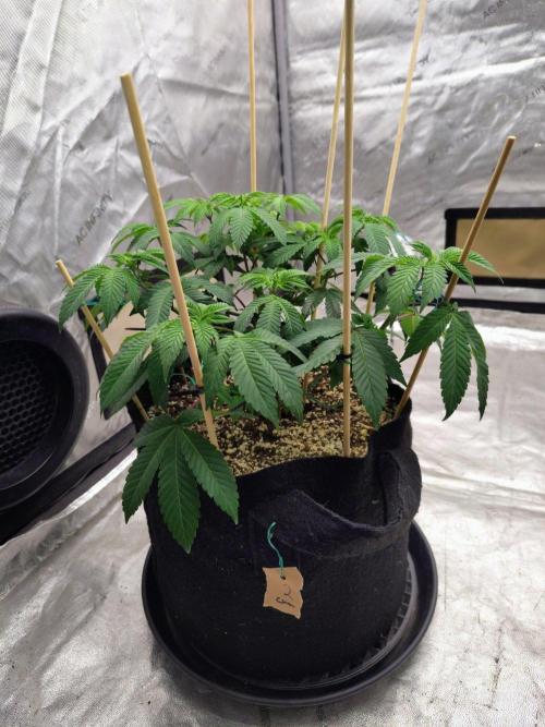 ganja farmer 1. Week 8