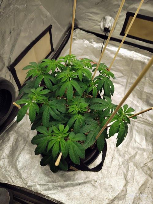 ganja farmer 1. Week 8