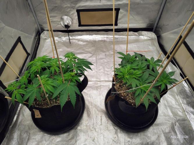Apple Fritter. Week 8
