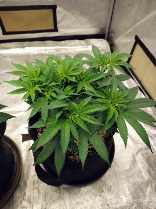 ganja farmer 2. Week 9