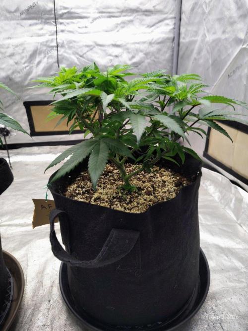 ganja farmer 2. Week 9