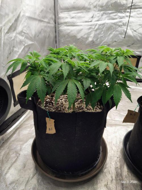 ganja farmer 2. Week 9