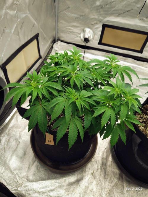 ganja farmer 2. Week 9