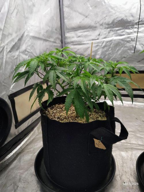 ganja farmer 1. Week 9