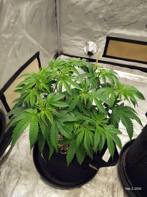 ganja farmer 1. Week 9