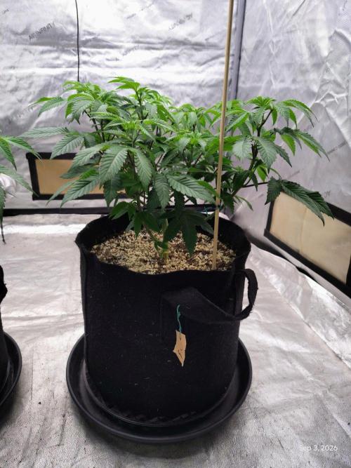 ganja farmer 1. Week 9