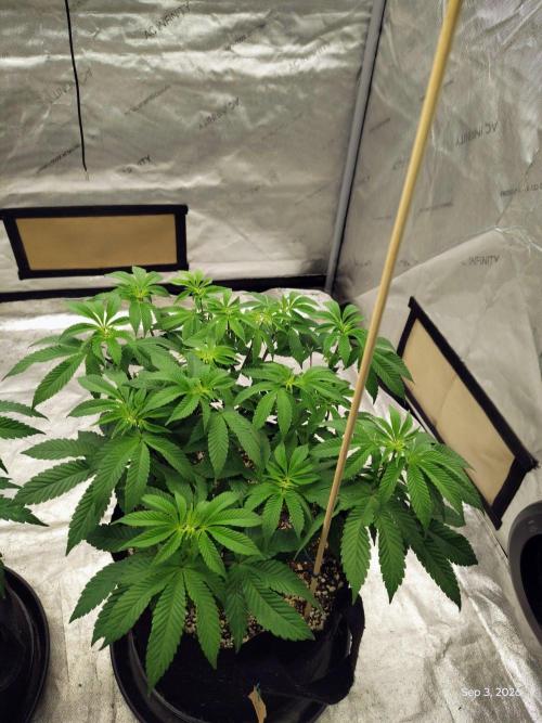 ganja farmer 1. Week 9