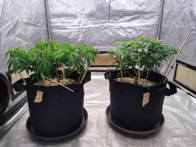 ganja farmer 2. Week 10