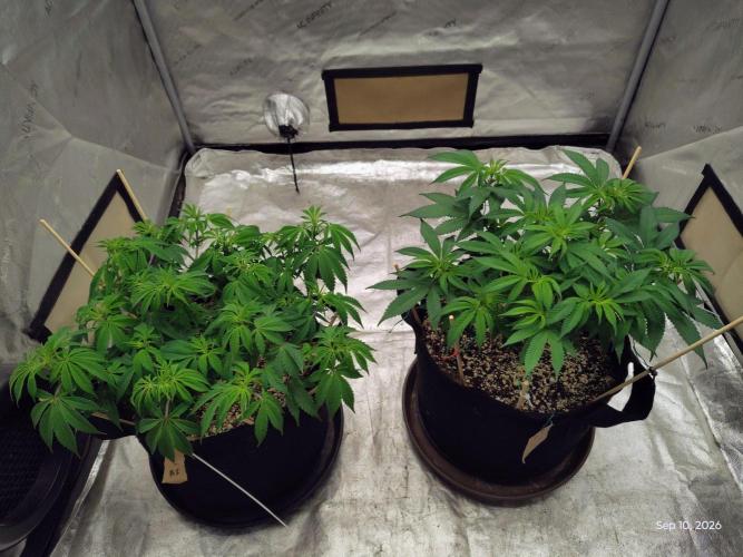 ganja farmer 2. Week 10