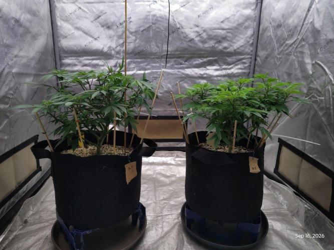 ganja farmer 2. Week 11