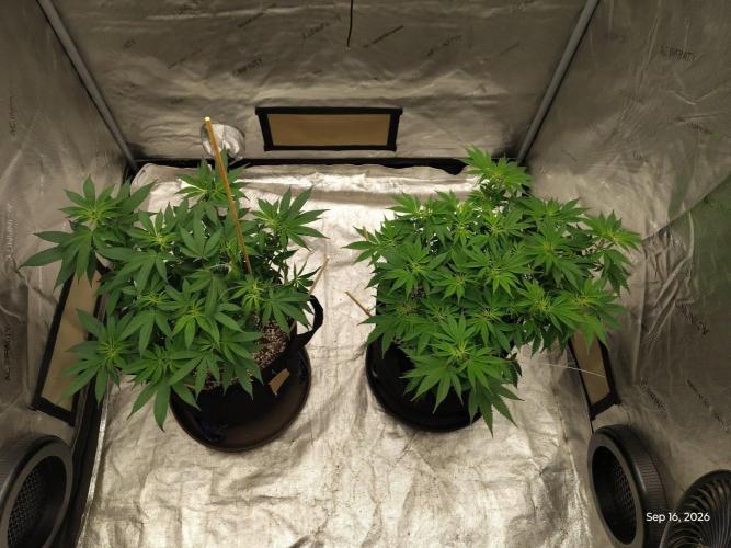 ganja farmer 2. Week 11