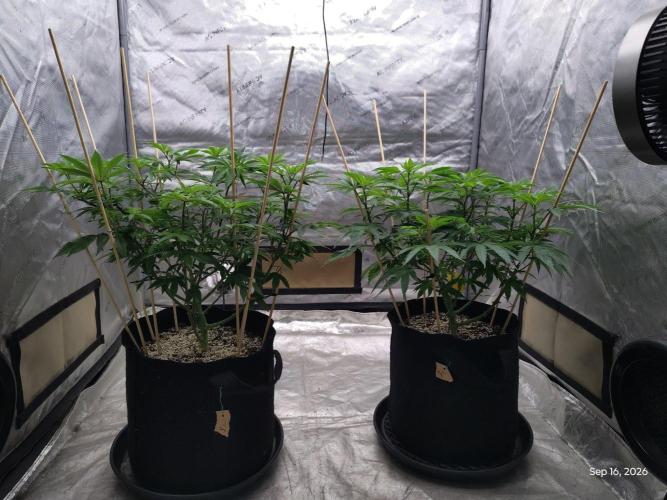 ganja farmer 1. Week 11